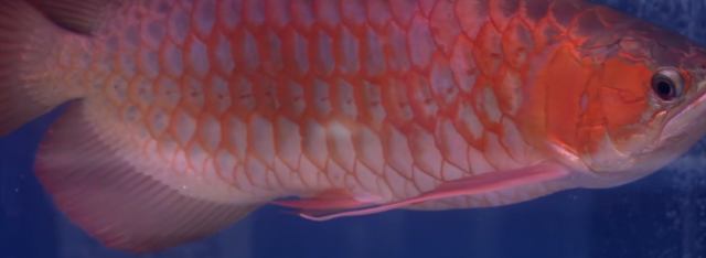 成都定制魚缸哪家好一點(diǎn)兒（ 成都市魚缸生產(chǎn)在什么地方）