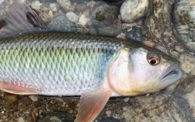 交叉感染后龍魚會自愈嗎？，交叉感染后的龍魚會自愈嗎？