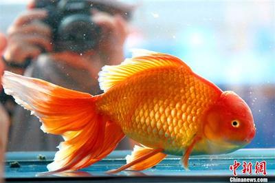 魚缸過(guò)濾器桶怎么放濾材的圖片（ 魚缸 過(guò)濾桶） 魚缸過(guò)濾器桶怎么放濾材的圖片（ 魚缸 過(guò)濾桶） yee 第1張
