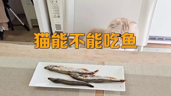 貓吃生魚(yú)還是熟魚(yú)好，《貓吃生魚(yú)還是熟魚(yú)好》關(guān)于貓咪食用生魚(yú)與熟魚(yú)的選擇一直存在爭(zhēng)議 貓吃生魚(yú)還是熟魚(yú)好，《貓吃生魚(yú)還是熟魚(yú)好》關(guān)于貓咪食用生魚(yú)與熟魚(yú)的選擇一直存在爭(zhēng)議 龍魚(yú)百科 第5張
