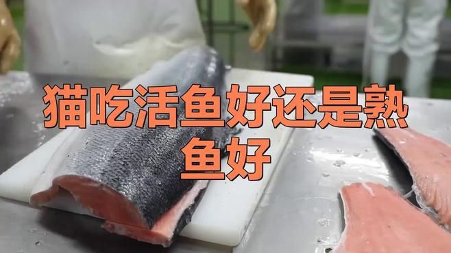 貓吃生魚還是熟魚好，《貓吃生魚還是熟魚好》關于貓咪食用生魚與熟魚的選擇一直存在爭議