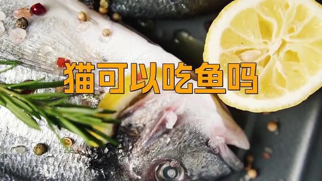 貓吃生魚(yú)還是熟魚(yú)好，《貓吃生魚(yú)還是熟魚(yú)好》關(guān)于貓咪食用生魚(yú)與熟魚(yú)的選擇一直存在爭(zhēng)議 貓吃生魚(yú)還是熟魚(yú)好，《貓吃生魚(yú)還是熟魚(yú)好》關(guān)于貓咪食用生魚(yú)與熟魚(yú)的選擇一直存在爭(zhēng)議 龍魚(yú)百科 第6張