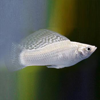 2米魚缸大概多少升水和2米魚缸放多少升水最好 錦鯉魚百科 第1張 2米魚缸大概多少升水和2米魚缸放多少升水最好 2米魚缸大概多少升水和2米魚缸放多少升水最好 錦鯉魚百科 第1張