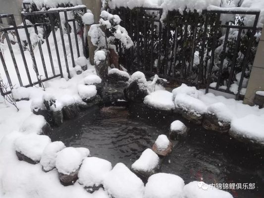 魚缸養(yǎng)什么最好養(yǎng)最省事不需要溫度控制的水 魚缸養(yǎng)什么不用管 魚缸養(yǎng)什么最好養(yǎng)最省事不需要溫度控制的水 魚缸養(yǎng)什么不用管 和興紅龍 第1張