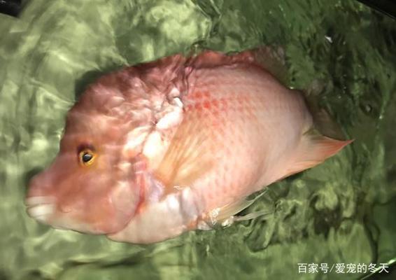 魚缸增氧泵哪個牌子最靜音好 魚缸增氧泵哪個牌子最靜音好一點 魚缸增氧泵哪個牌子最靜音好 魚缸增氧泵哪個牌子最靜音好一點 馬來西亞咖啡 第1張