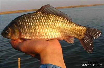 養(yǎng)殖銀龍魚能吃嗎(銀龍魚怎么養(yǎng)吃什么)