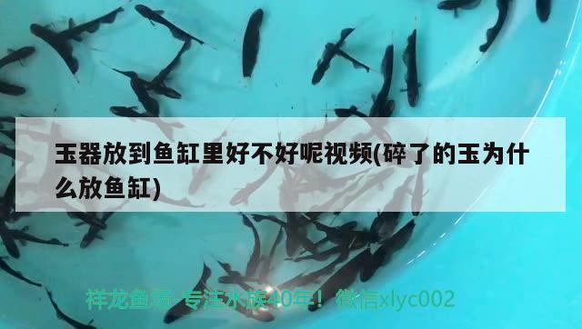 玉器放到魚缸里好不好呢視頻(碎了的玉為什么放魚缸) 玉器放到魚缸里好不好呢視頻(碎了的玉為什么放魚缸) 黃金貓魚百科