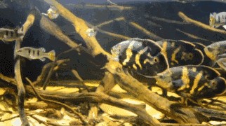 博特魚缸水泵出現f6故障原因分析圖：博特魚缸水泵出現f6故障原因分析