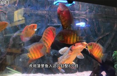 紅龍魚的介紹視頻教程圖片