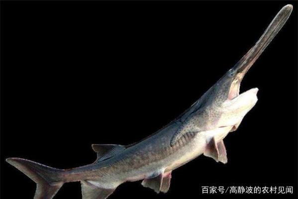 光特億和老魚匠變頻水泵(老魚匠與光特億哪個好加熱棒) 光特億和老魚匠變頻水泵(老魚匠與光特億哪個好加熱棒) 老魚匠 第1張