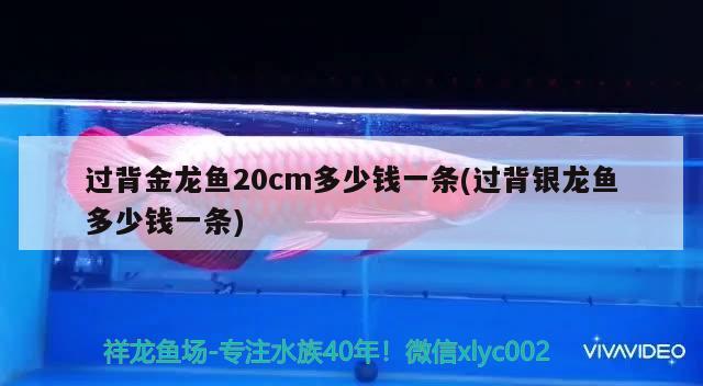 過背金龍魚20cm多少錢一條(過背銀龍魚多少錢一條) 過背金龍魚20cm多少錢一條(過背銀龍魚多少錢一條) 金龍魚百科