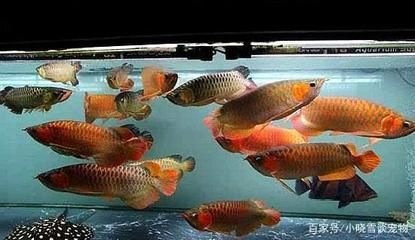 紅龍魚為什么老是在魚缸里靜止（紅龍魚為什么在魚缸里靜止不動）