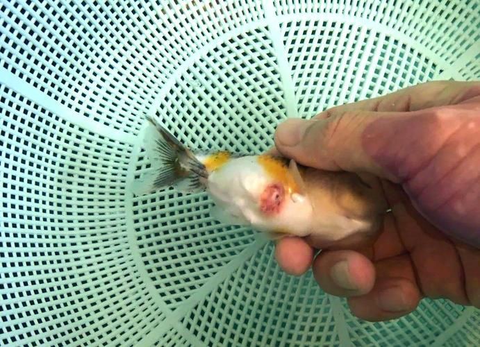 提供幾張金魚爛尾巴潰爛的圖片，如果你的魚也這樣,該怎么辦