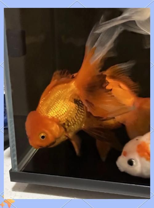 提供幾張金魚爛尾巴潰爛的圖片，如果你的魚也這樣,該怎么辦