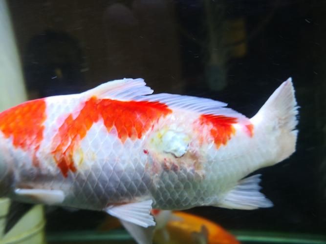 提供幾張金魚爛尾巴潰爛的圖片，如果你的魚也這樣,該怎么辦