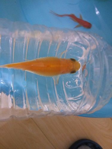 提供幾張金魚爛尾巴潰爛的圖片，如果你的魚也這樣,該怎么辦