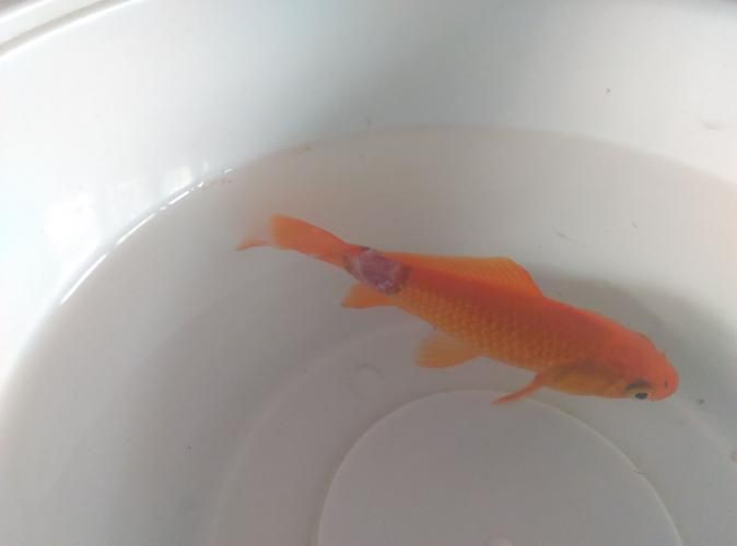 提供幾張金魚爛尾巴潰爛的圖片，如果你的魚也這樣,該怎么辦