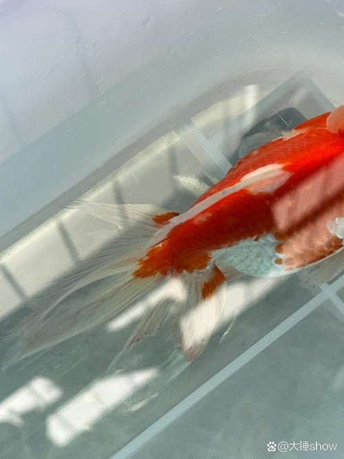 提供幾張金魚爛尾巴潰爛的圖片，如果你的魚也這樣,該怎么辦
