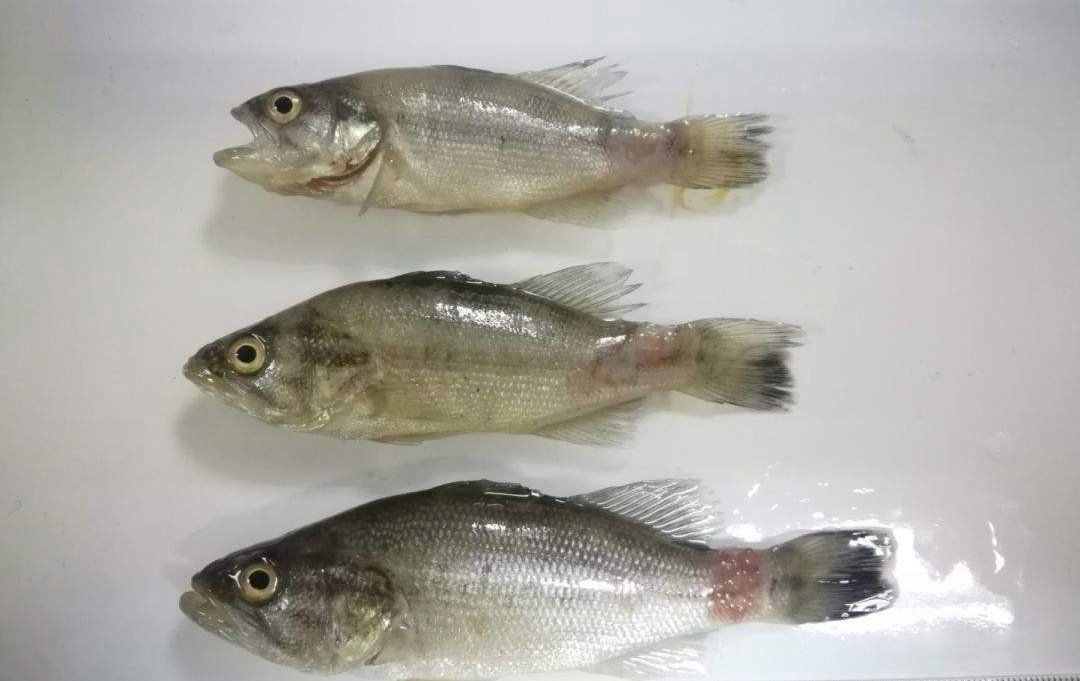 提供幾張金魚爛尾巴潰爛的圖片，如果你的魚也這樣,該怎么辦