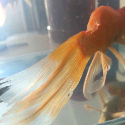 提供幾張金魚爛尾巴潰爛的圖片，如果你的魚也這樣,該怎么辦