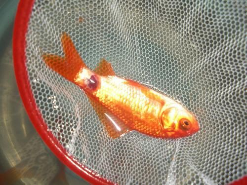 提供幾張金魚爛尾巴潰爛的圖片，如果你的魚也這樣,該怎么辦