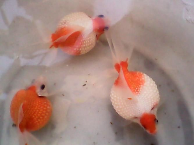 提供幾張金魚爛尾巴潰爛的圖片，如果你的魚也這樣,該怎么辦