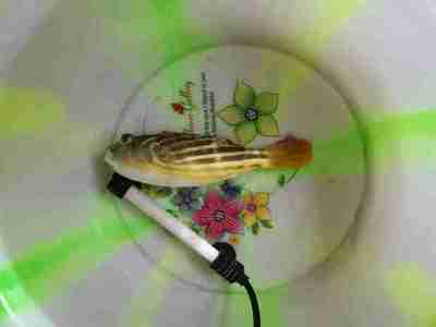 新加坡龍魚網(wǎng)站仟湖龍魚工業(yè) 新加坡龍魚網(wǎng)站仟湖龍魚工業(yè) 仟湖 第2張