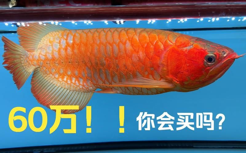 普通普通精品紅龍魚價格及圖片，2025年8月普通精品紅龍魚價格2688貴嗎 普通普通精品紅龍魚價格及圖片，2025年8月普通精品紅龍魚價格2688貴嗎 龍魚百科 第14張