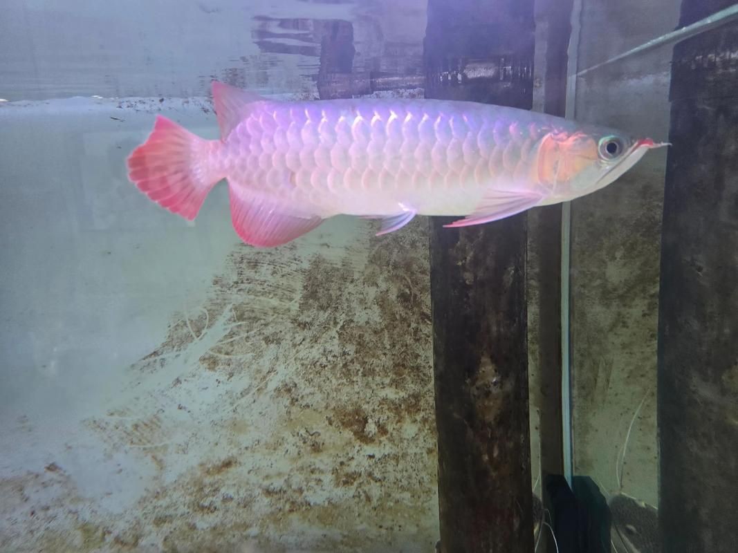 普通普通精品紅龍魚價格及圖片，2025年8月普通精品紅龍魚價格2688貴嗎 普通普通精品紅龍魚價格及圖片，2025年8月普通精品紅龍魚價格2688貴嗎 龍魚百科 第22張