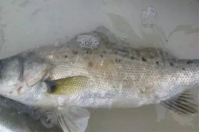 錦州觀賞魚工作室哪家好啊（遼寧錦州有做魚缸的嗎） 錦州觀賞魚工作室哪家好啊（遼寧錦州有做魚缸的嗎） 紅龍魚百科 第1張