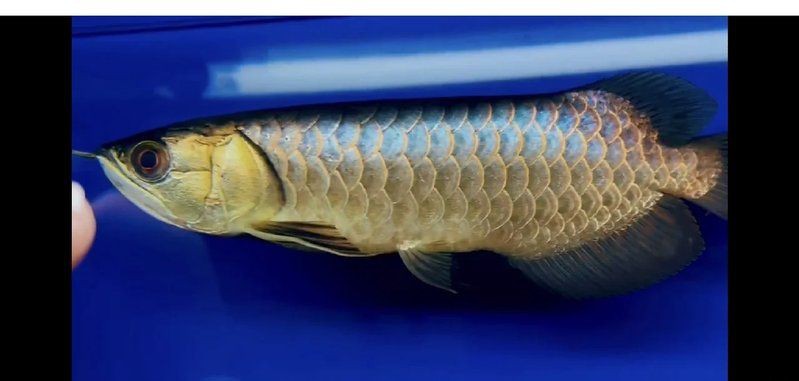 金龍魚藍底過背的寓意，金龍魚中的藍底過背品種具有多重寓意與價值 金龍魚藍底過背的寓意，金龍魚中的藍底過背品種具有多重寓意與價值 龍魚百科 第4張