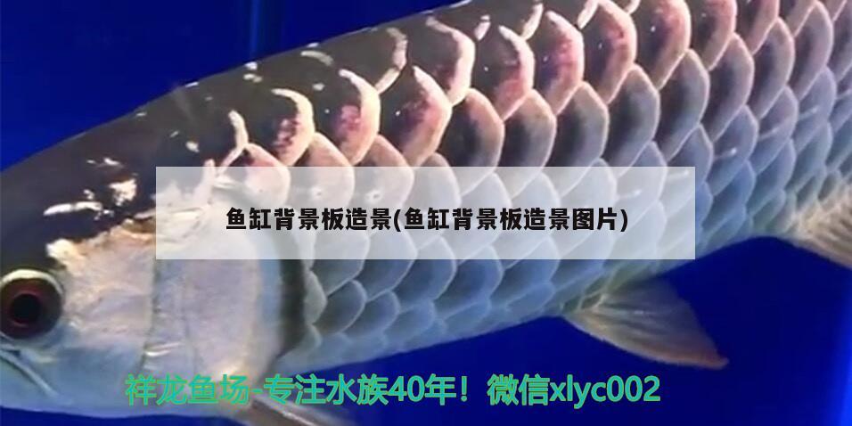黃金貓魚圖片高清圖大全圖：黃金貓魚圖片高清圖大全圖解