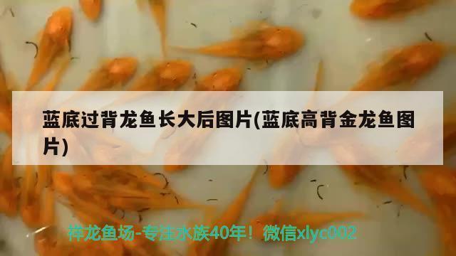 天津熱帶觀賞魚批發市場在哪兒 天津熱帶觀賞魚批發市場在哪兒啊