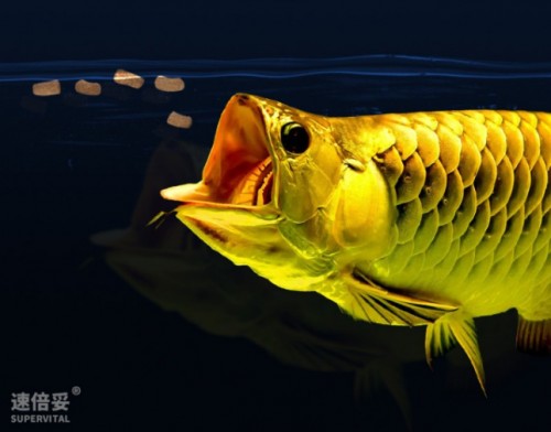 鳑鲏魚魚缸繁殖 鳑鲏魚魚苗該怎么養