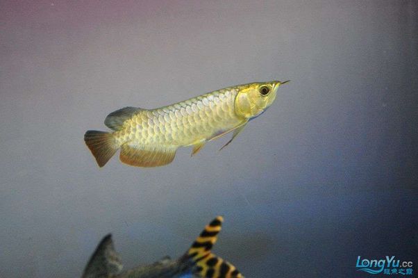 祥龍水族館品牌故事分享 水族館百科(水族館加盟) 第1張 祥龍水族館品牌故事分享 祥龍水族館品牌故事分享 水族館百科(水族館加盟) 第1張