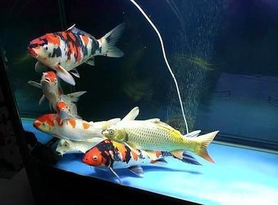 小紅龍魚怎么挑選（小紅龍魚大概多少錢）