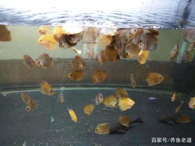 周口魚缸定制廠家電話號碼（魚缸生產廠家聯系電話）