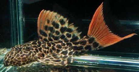 3d水族館動(dòng)態(tài)壁紙 2022:2022年3d水族館動(dòng)態(tài)壁紙 水族館百科(水族館加盟) 第1張 3d水族館動(dòng)態(tài)壁紙 2022:2022年3d水族館動(dòng)態(tài)壁紙 3d水族館動(dòng)態(tài)壁紙 2022:2022年3d水族館動(dòng)態(tài)壁紙 水族館百科(水族館加盟) 第1張