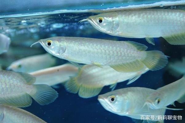 鯨鯊是鯨魚還是鯊魚為什么叫鯨鯊