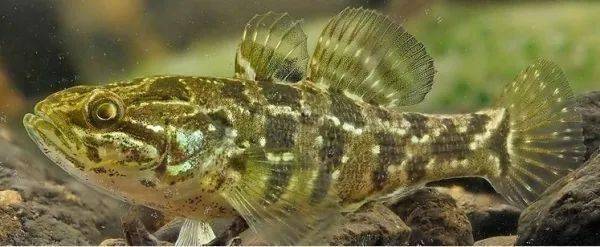 龍魚凍蝦解凍多久 龍魚凍蝦解凍多久 龍魚百科 第3張