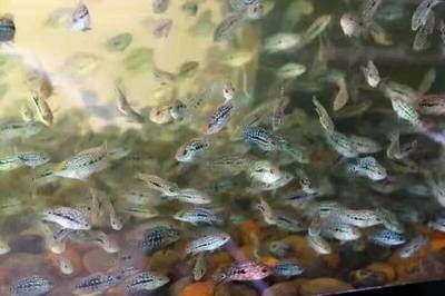 紅龍魚的產地在哪里啊（紅龍魚原產地）