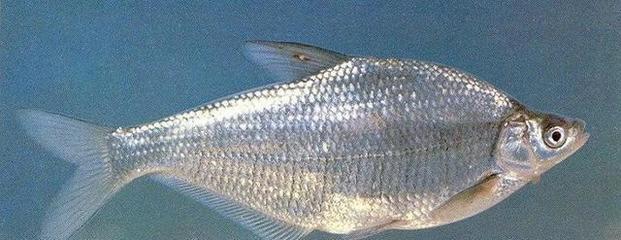 魚缸移動注意事項有哪些呢(魚缸移動注意事項有哪些呢)