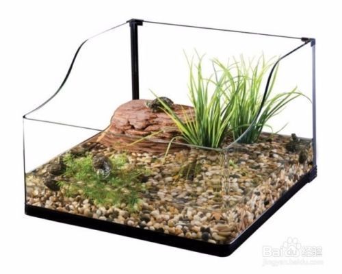 常州觀賞魚市場地址查詢網(常州觀賞魚市場地址查詢網電話) 光特億 第2張 常州觀賞魚市場地址查詢網(常州觀賞魚市場地址查詢網電話) 常州觀賞魚市場地址查詢網(常州觀賞魚市場地址查詢網電話) 光特億 第2張