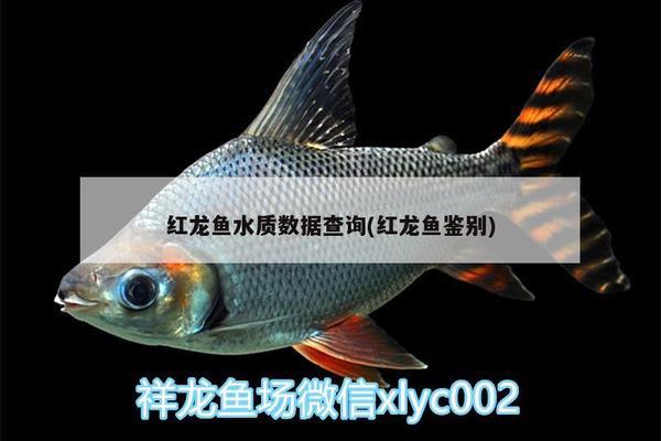 金龍魚市場占有率：金龍魚市場占有率的概述