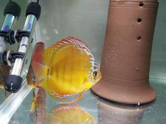 金龍和紅龍魚的價格：金龍魚與紅龍魚的價格對比
