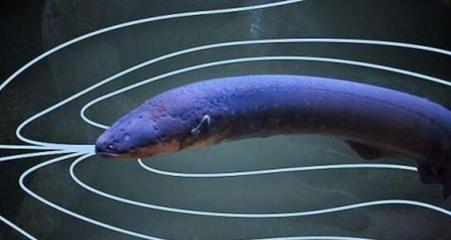 魟魚適宜溫度多少度生長快一點:珍珠魟魚的適宜生長溫度是根據(jù)其品種和生活習(xí)性來確定的 魟魚百科 第1張 魟魚適宜溫度多少度生長快一點:珍珠魟魚的適宜生長溫度是根據(jù)其品種和生活習(xí)性來確定的 魟魚適宜溫度多少度生長快一點:珍珠魟魚的適宜生長溫度是根據(jù)其品種和生活習(xí)性來確定的 魟魚百科 第1張