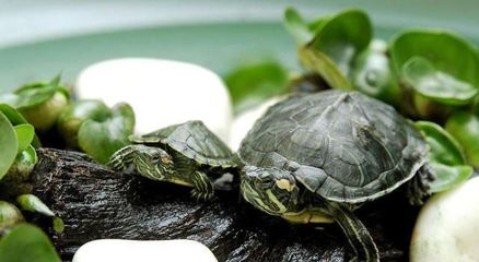 廣東孟吉爾萬吉量身定制 廣東孟吉爾萬吉量身定制 廣州孟吉爾 第2張