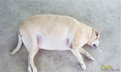 金龍魚缸用什么背景好一點呢，金龍魚缸背景顏色的選擇 金龍魚缸用什么背景好一點呢，金龍魚缸背景顏色的選擇 魚缸百科 第1張