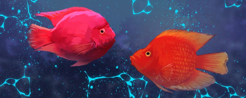 財神魚是鸚鵡魚嗎和鸚鵡魚的區(qū)別是什么