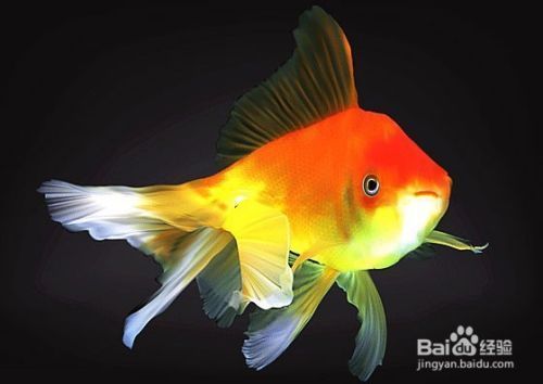 子彈魚缸造景設計圖（子彈缸適合做什么樣的造景）